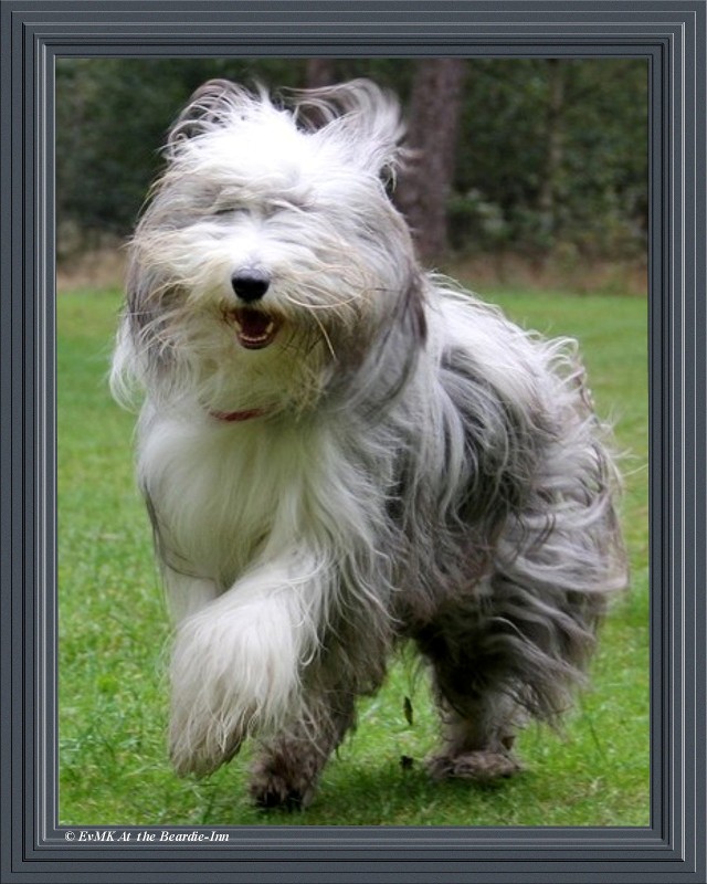 bearded collie Nienke running